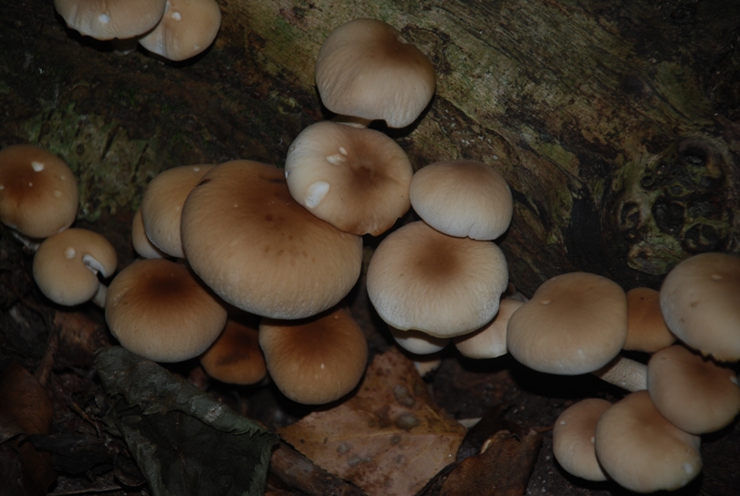 Altro fungo da determinare!!!